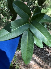 Flindersia bennettii