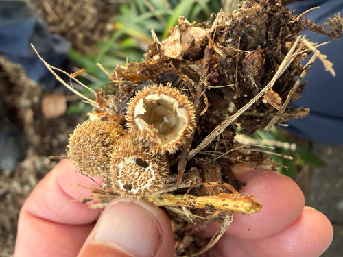 fluted bird's nest fungus