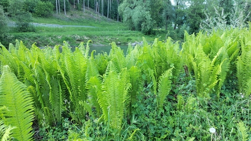 ostrich fern
