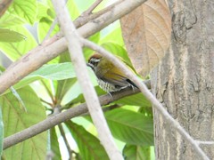 Picumnus innominatus