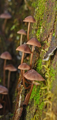 Mycena kuurkacea