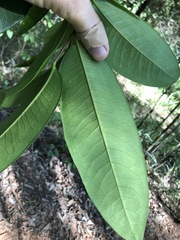 Flindersia bennettii