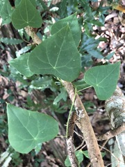 Echinostephia aculeata