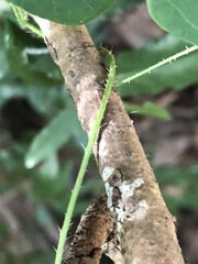 Echinostephia aculeata