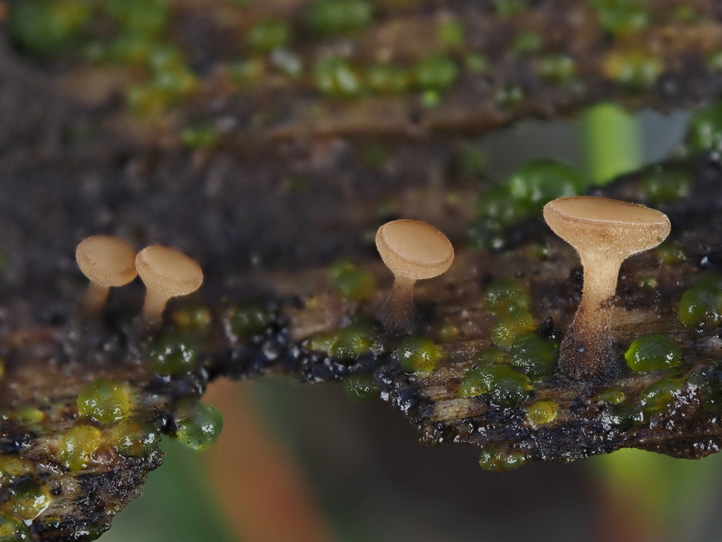 Clarireedia sp. 'CA01'