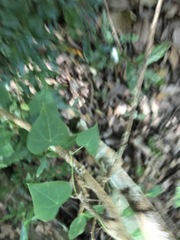 Echinostephia aculeata