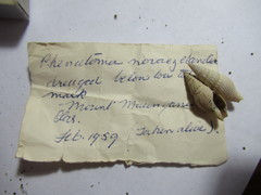 Phenatoma roseum