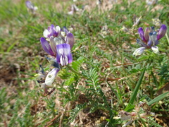 Astragalus lindheimeri