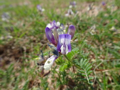 Astragalus lindheimeri