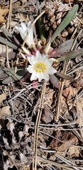 Lewisia brachycalyx
