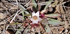Lewisia brachycalyx
