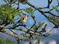 European Goldfinch European Goldfinch