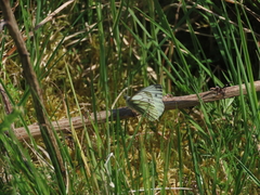 Green-veined White Green-veined White
