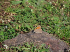Small Copper Small Copper