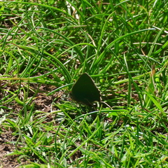 Green Hairstreak Green Hairstreak
