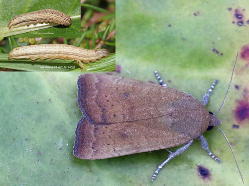 Least Yellow Underwing