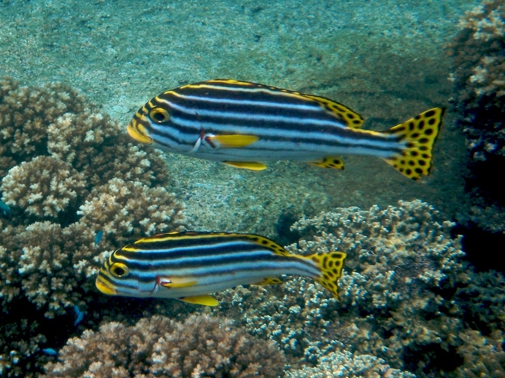 Indian Ocean Oriental Sweetlips
