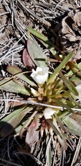 Lewisia brachycalyx