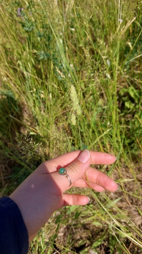 orchard grass