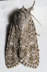 Acronicta impleta