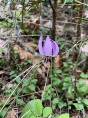 Erythronium hendersonii