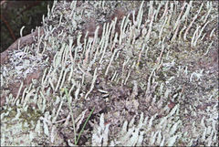 Cladonia ramulosa