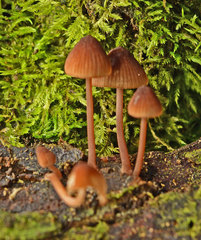 Mycena kuurkacea