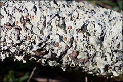Flavoparmelia rutidota