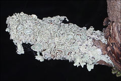 Flavoparmelia rutidota