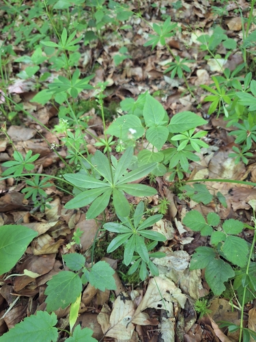 Sweet Woodruff