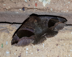 Bastilla solomonensis