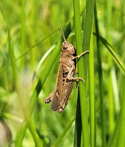 Woodland Grasshopper