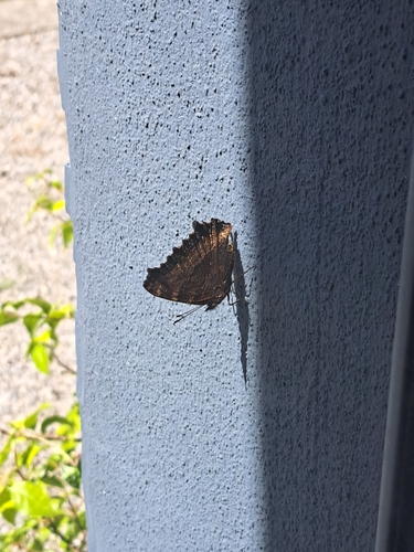 Large Tortoiseshell