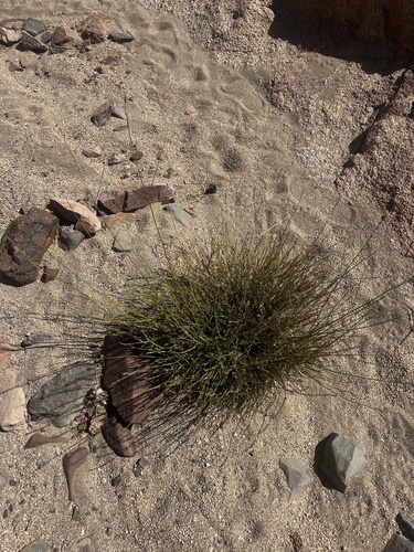 Lavandula coronopifolia