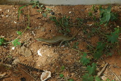 Trachylepis perrotetii