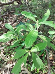 Psychotria loniceroides