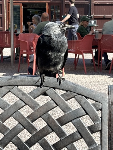 Eurasian Jackdaw