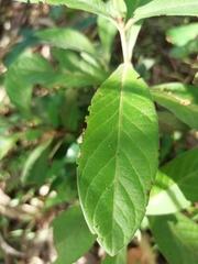 Psychotria loniceroides