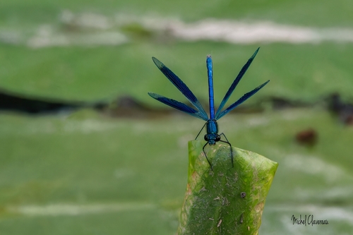 Banded Demoiselle