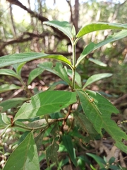 Psychotria loniceroides