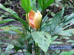 Cyclanthus bipartitus