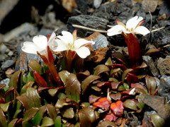 Epilobium margaretiae