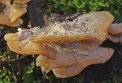 Rigidoporus laetus