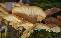 Rigidoporus laetus