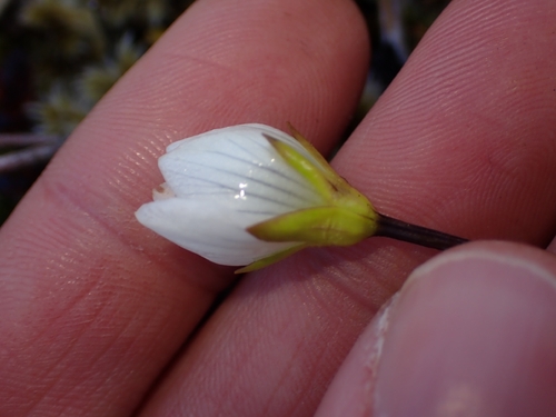 Gentianella bellidifolia, photograph 4