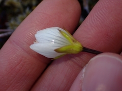 Gentianella bellidifolia, photograph (c) Oscar Dove, some rights reserved (CC BY)