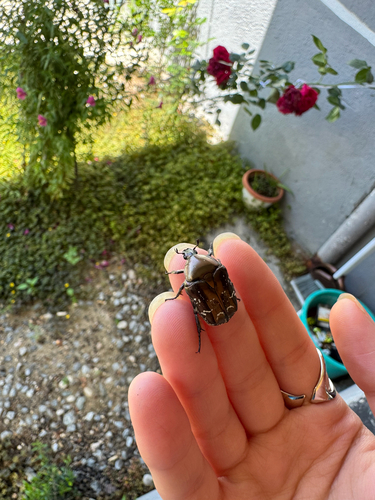 Copper Chafer