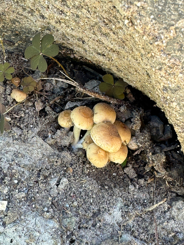Pale Brittlestem