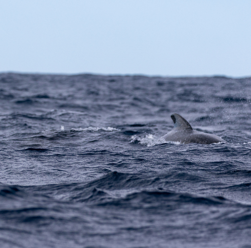 Long-finned Pilot Whale