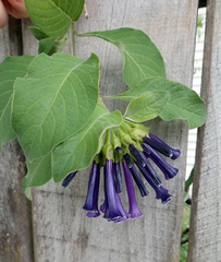 Iochroma cyaneum